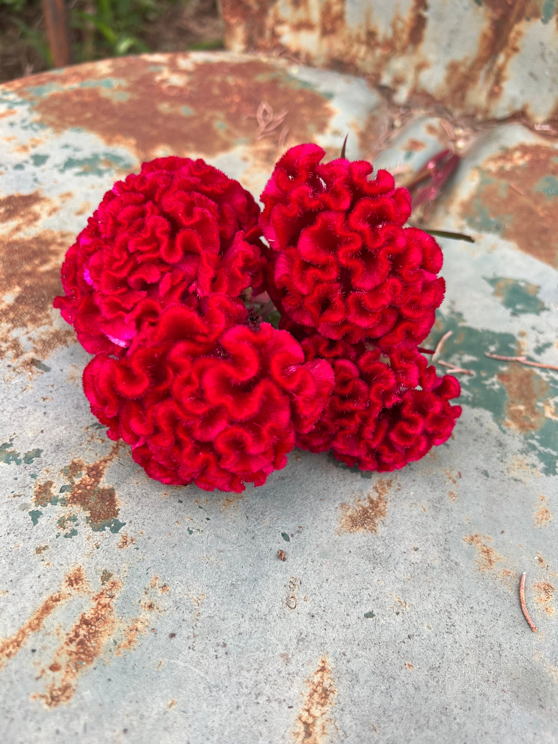 brain flower seeds Chief Red Flame Celosia Seeds, Rich Red Cockscomb Celosia argentea