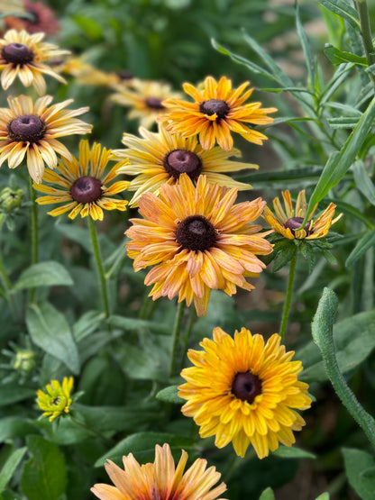 Sahara Rudbeckia Seeds, Rudbeckia hirta 'Sahara' Mix