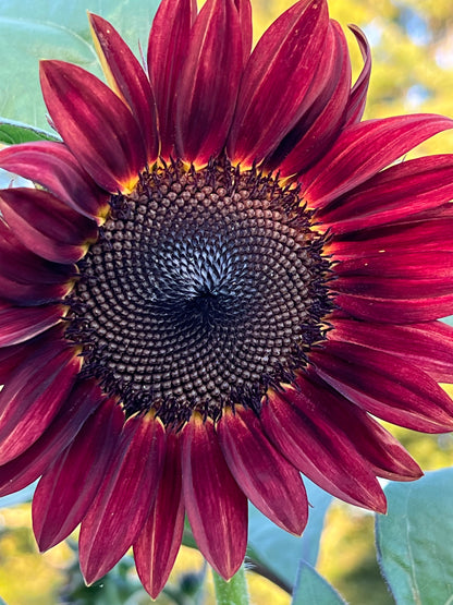 Rouge Royale Sunflower Seeds, Easy to Grow Sunflowers, Great for Pollinator Gardens