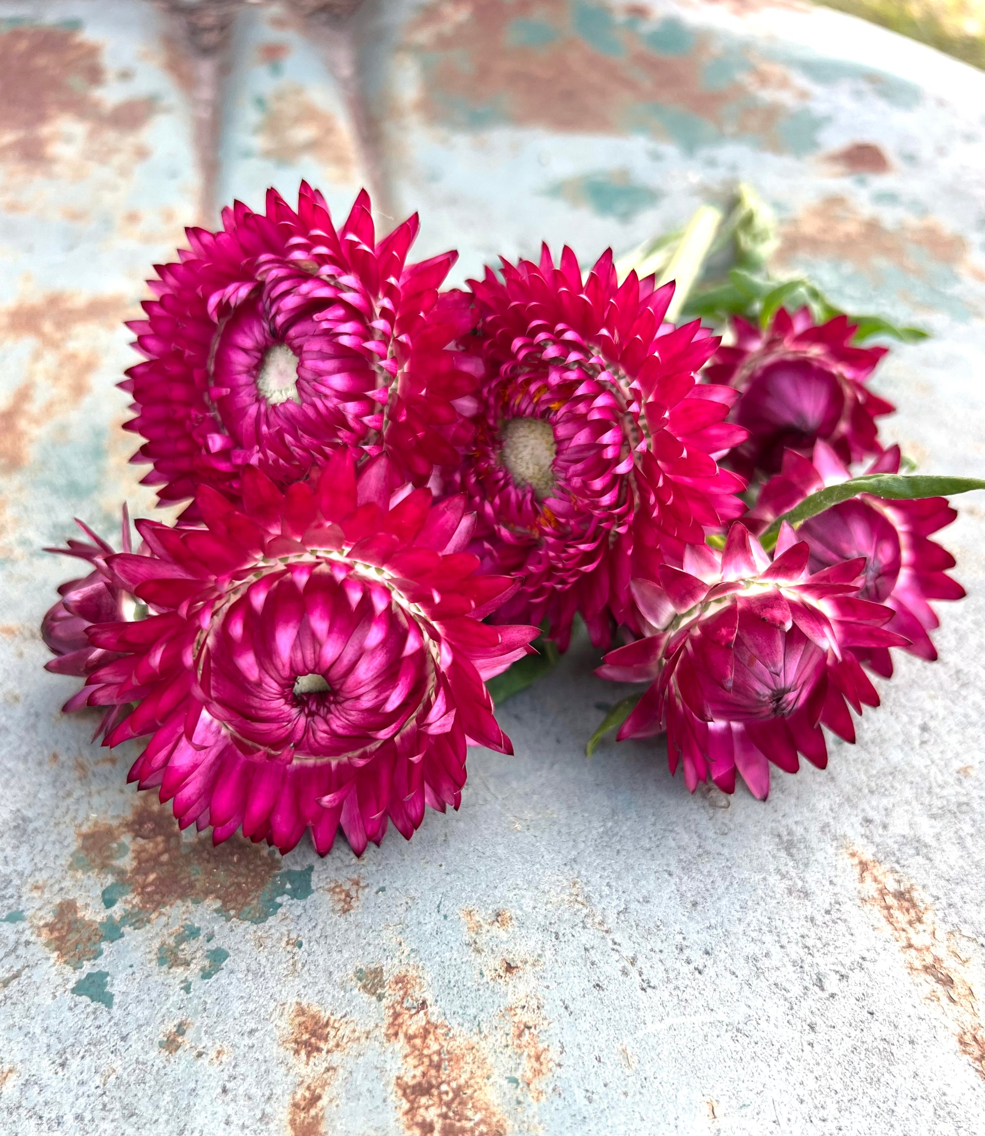 Raspberry rose strawflowers for dried floral crafts