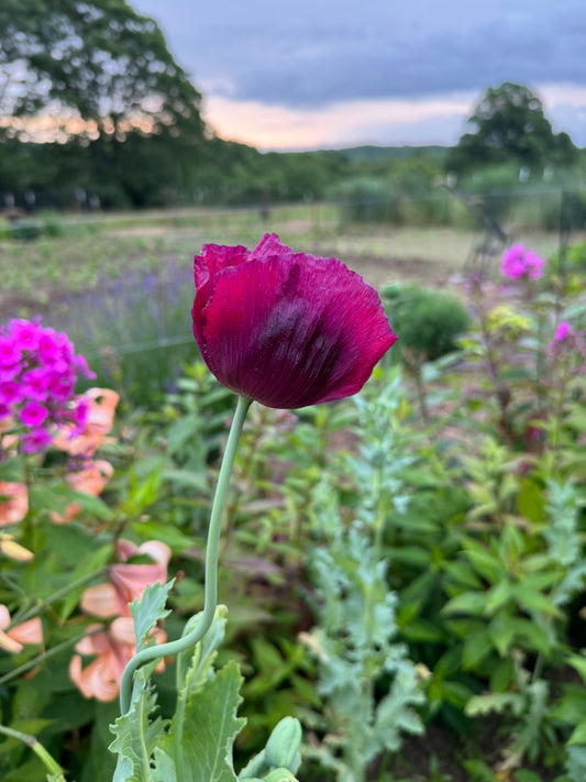 Lauren't Grape poppy in the garden. 