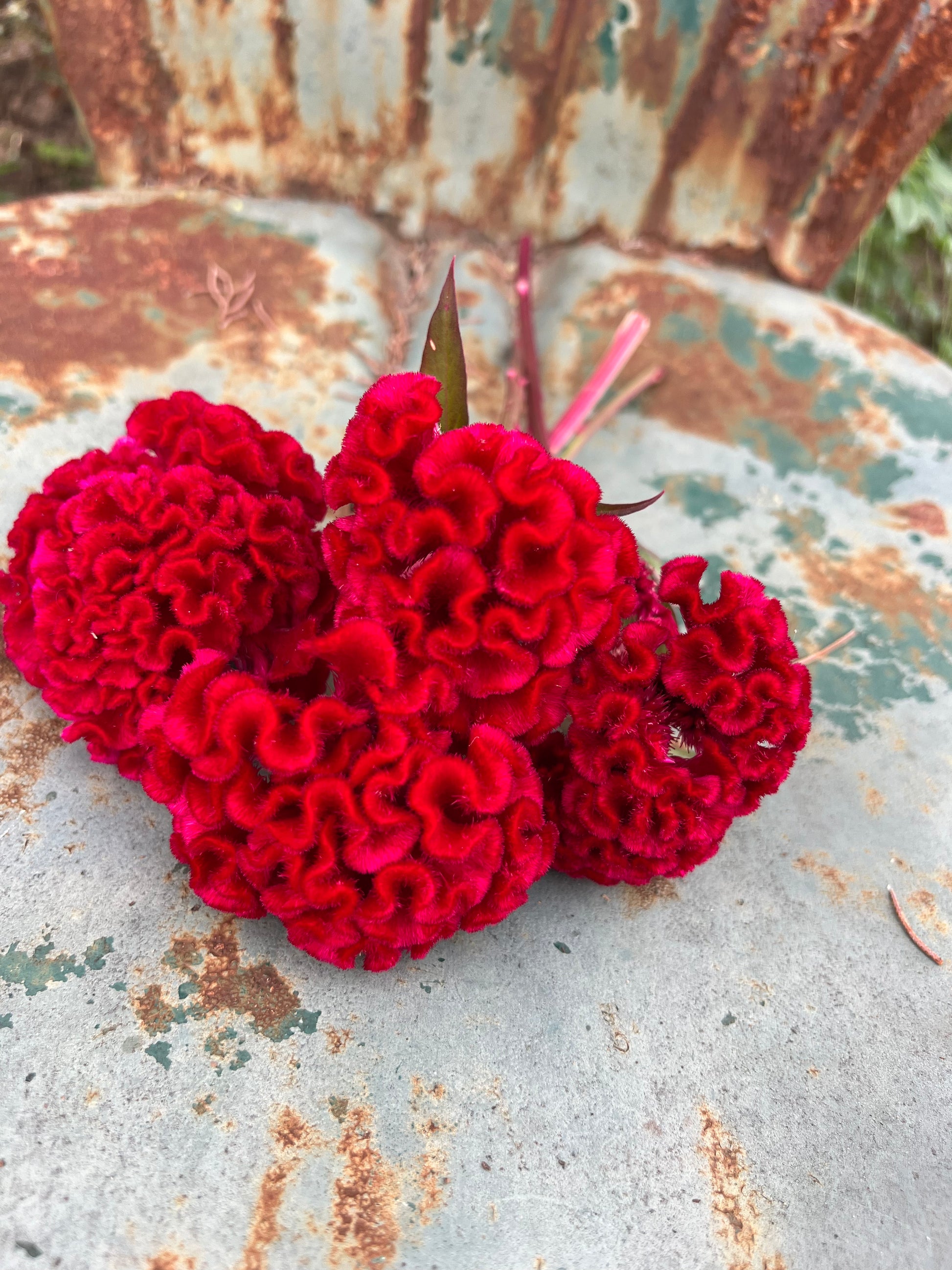 chief red flame celosia for cut flower gardens