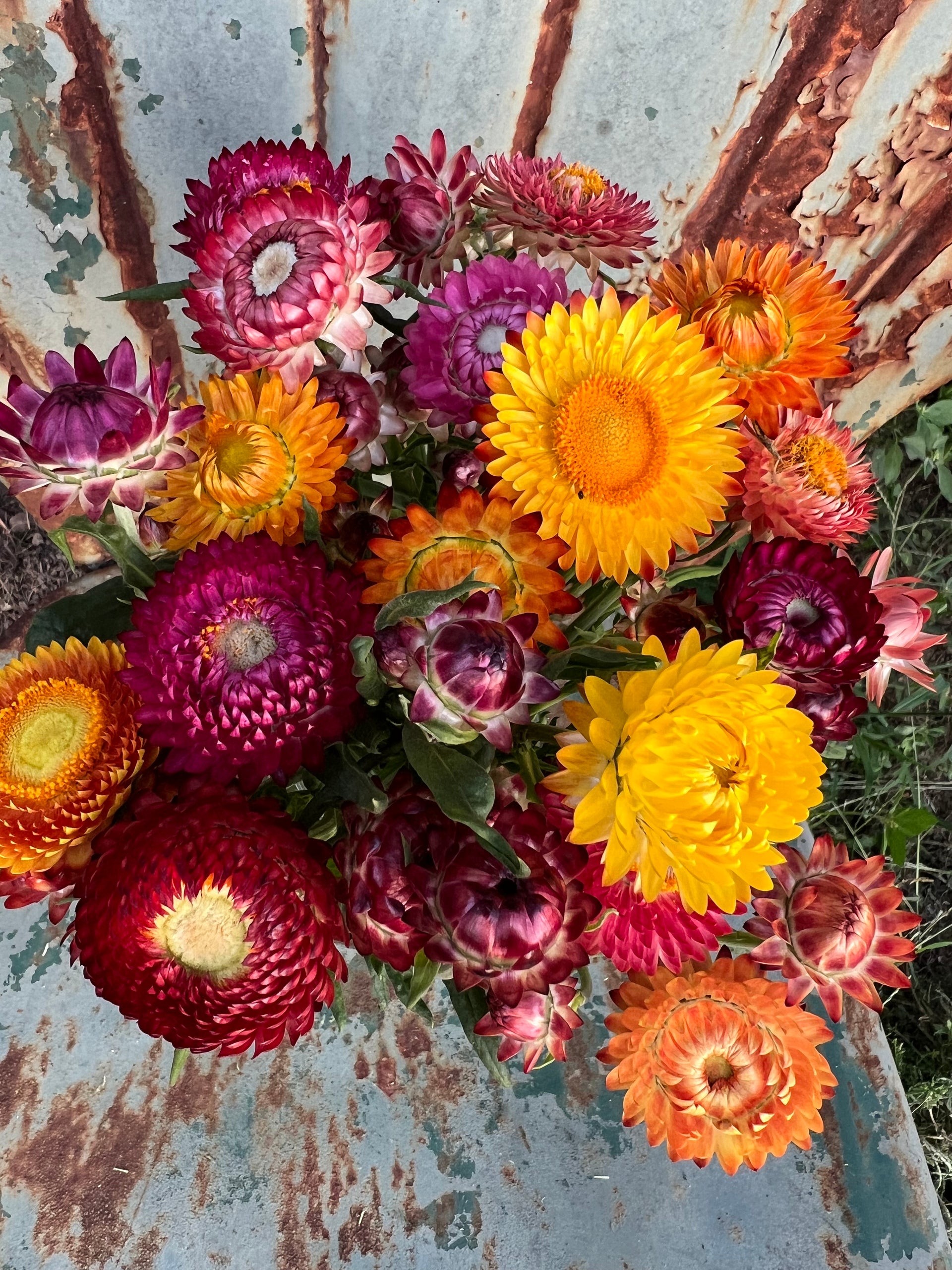Strawflower - Orange - Helichrysum - DIY Dried Flowers-5 Stemmed