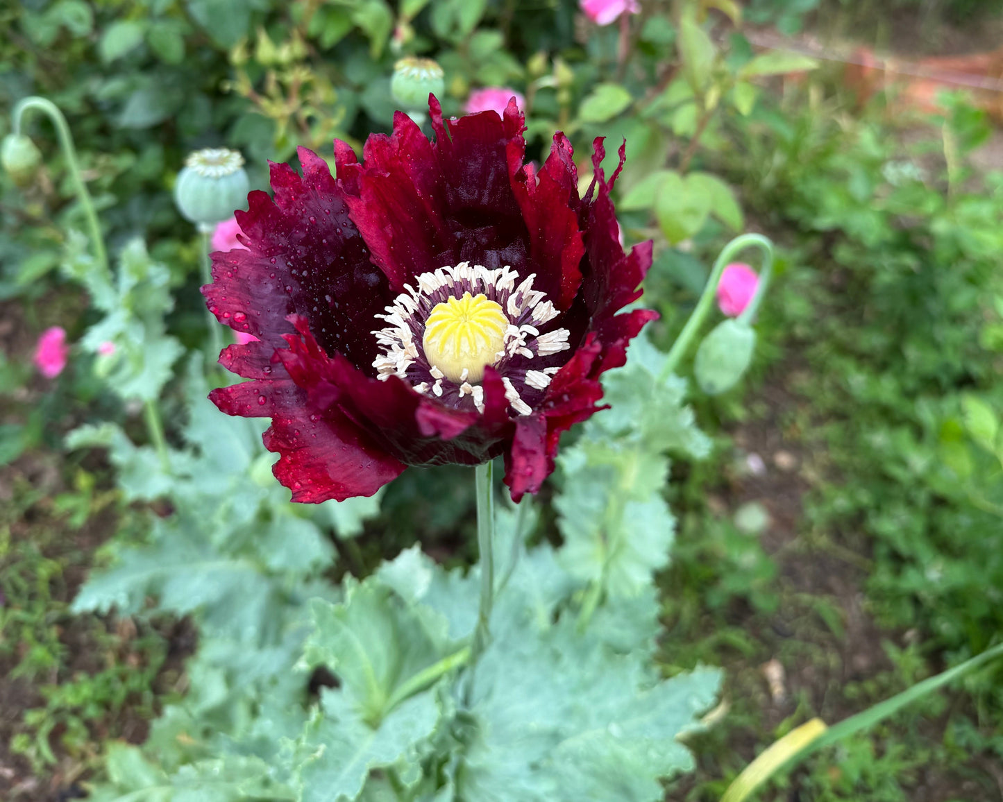 Black Swan Poppy growing in the cottage garden