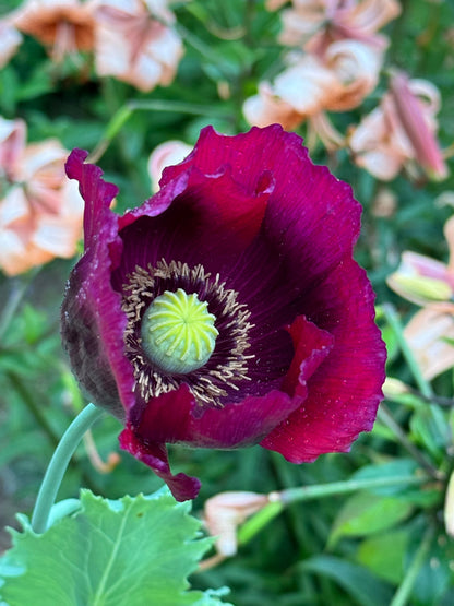 Lauren's Grape Poppy in the Cottage Garden