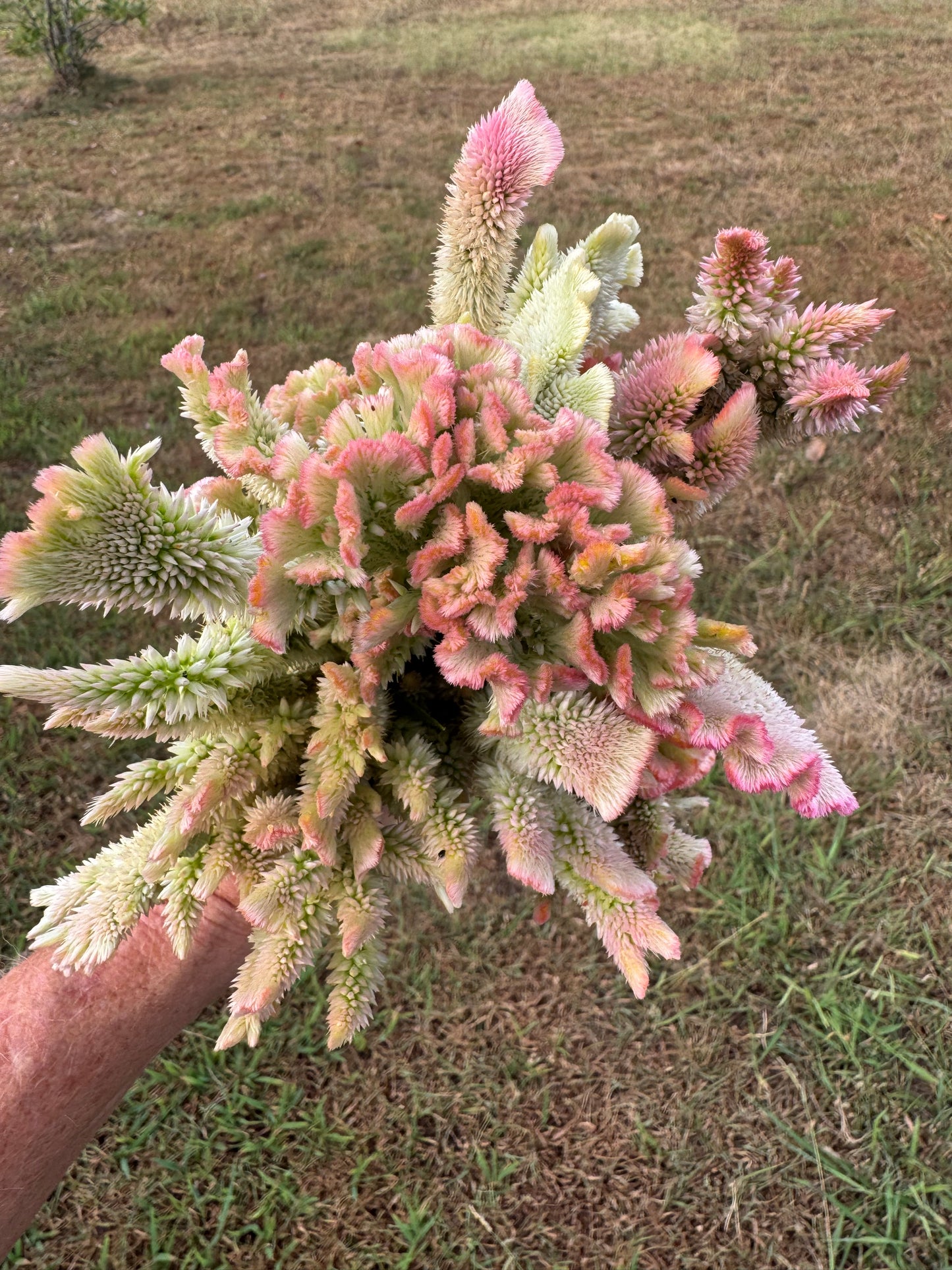 Pink Chenille Celosia Seeds