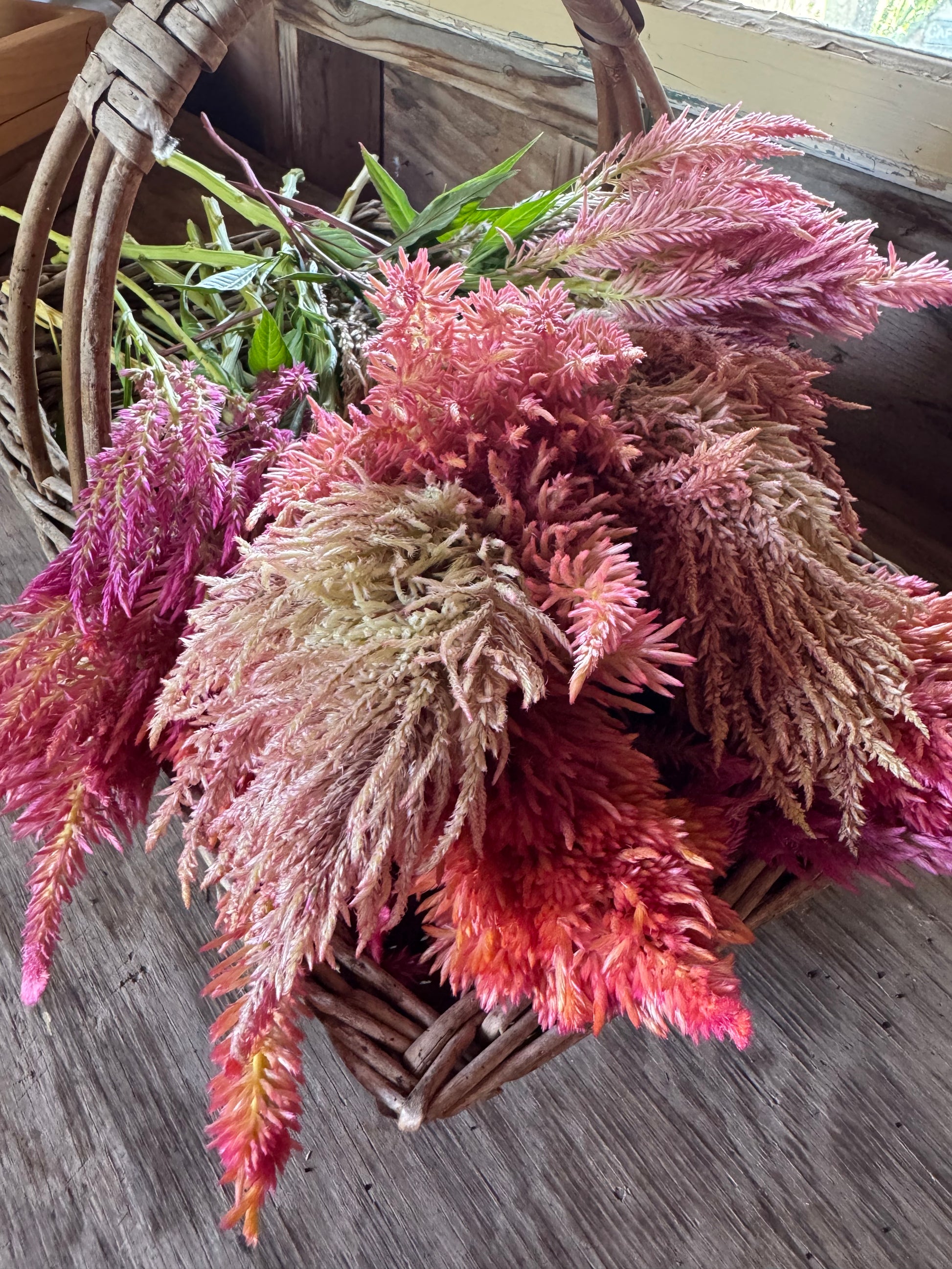 plume mix celosia ready for drying in the potting shed