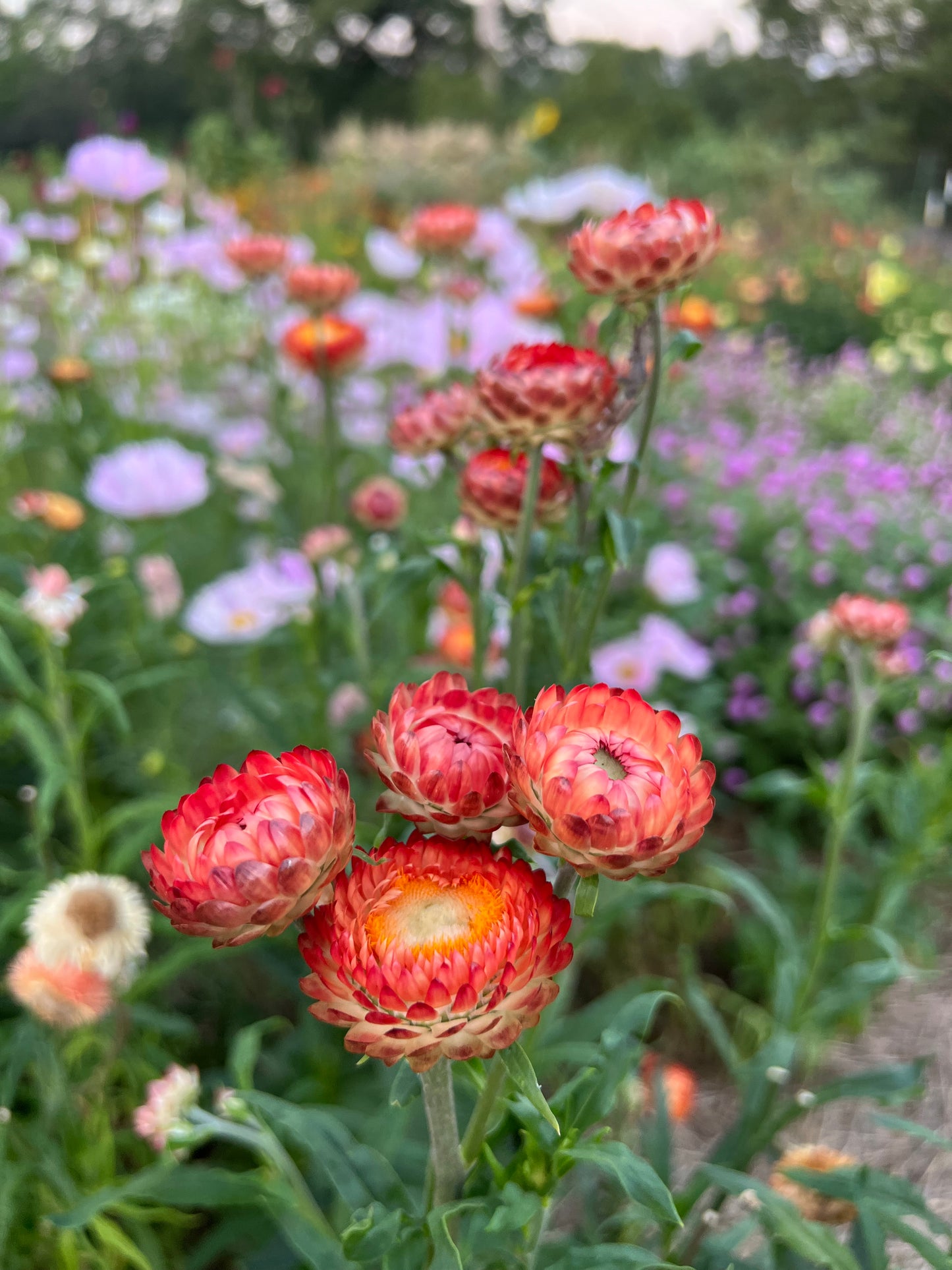 Mixed Strawflower Seeds, Helichrysum braceatum Mixed Colors, Great for Cut Flower Gardens and Dried Craft Projects