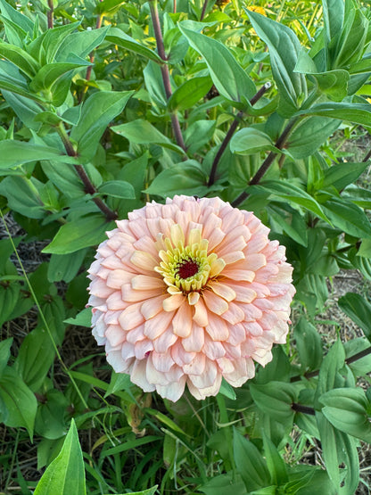 Ballerina Zinnia Seeds for Cut Flower Gardens