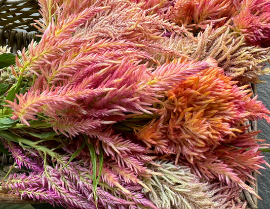 Mountainlily Farm plume mix celosia seeds