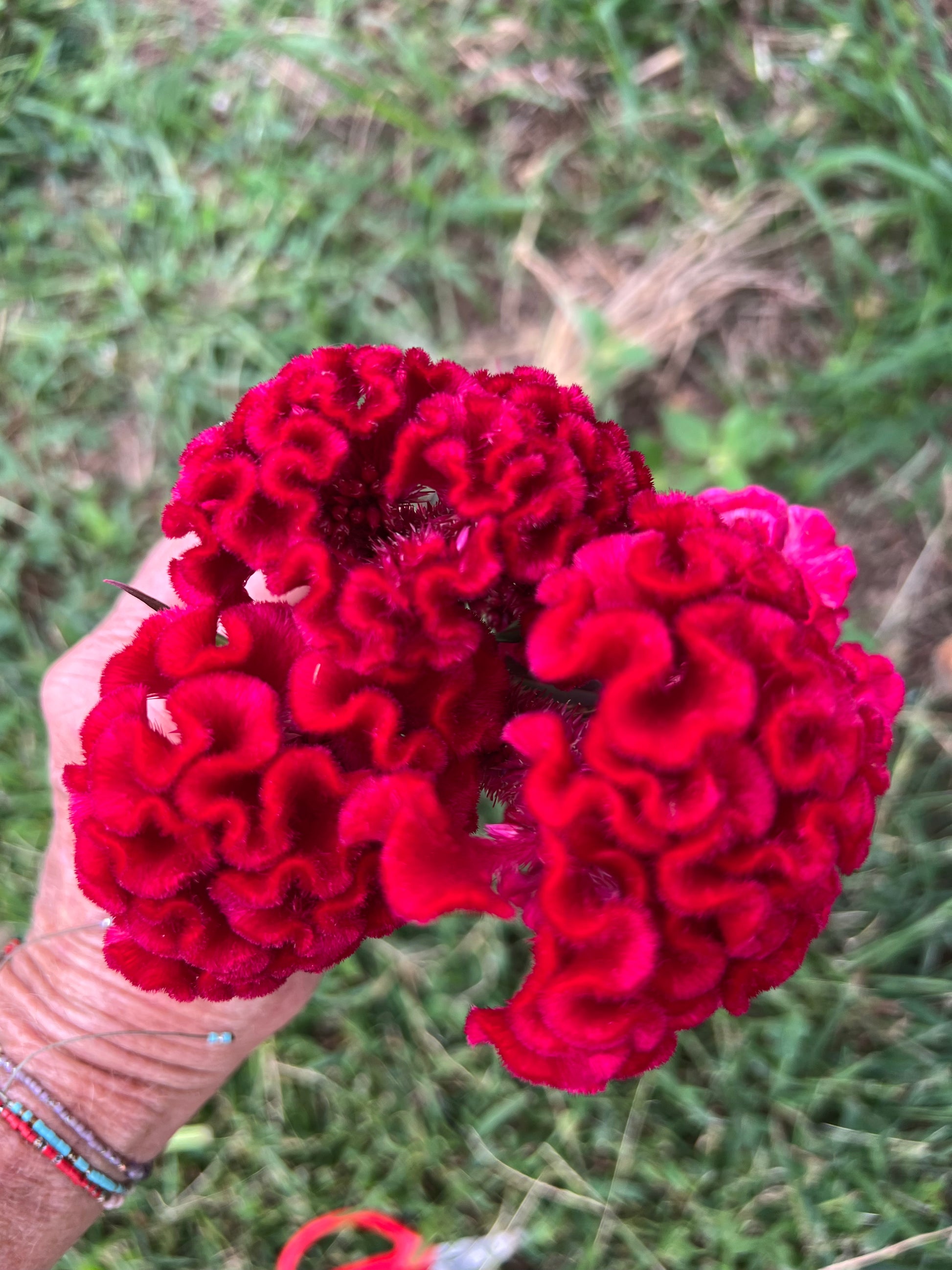 Chief Red Flame Celosia Seeds, Rich Red Cockscomb Celosia argentea ...