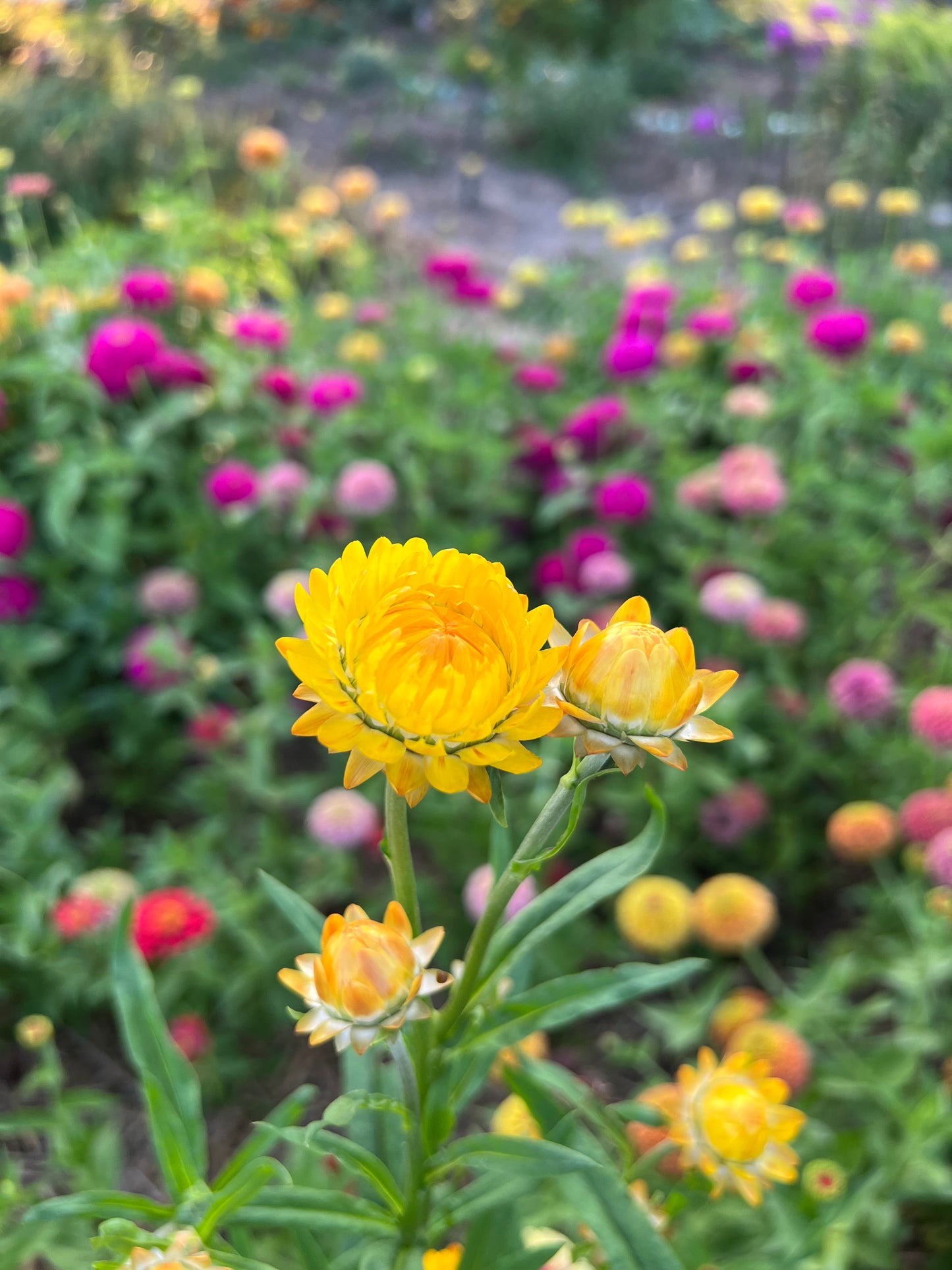 Yellow Strawflower Seeds, Helichrysum Seeds