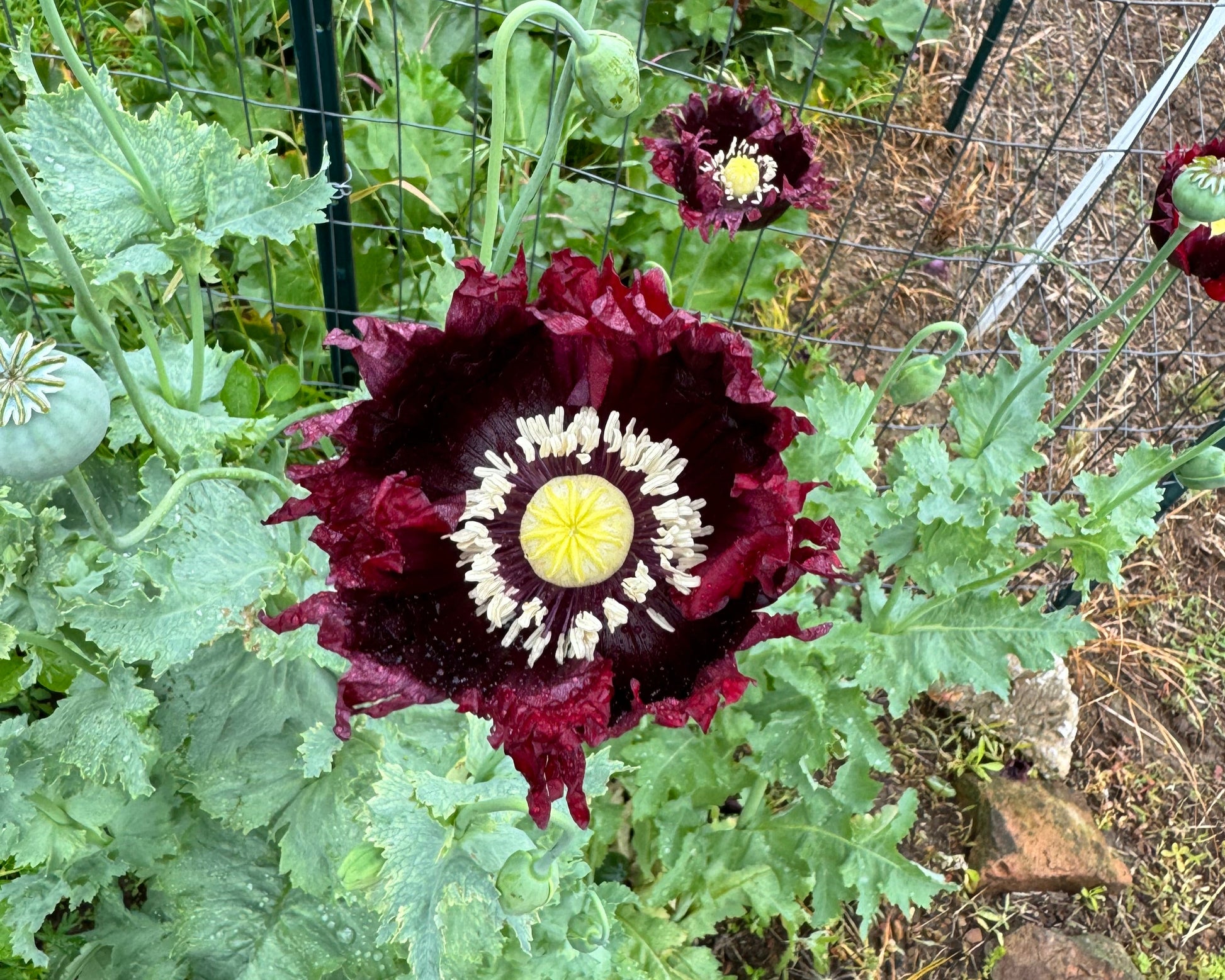 Black Beauty Poppy in the cottage garden