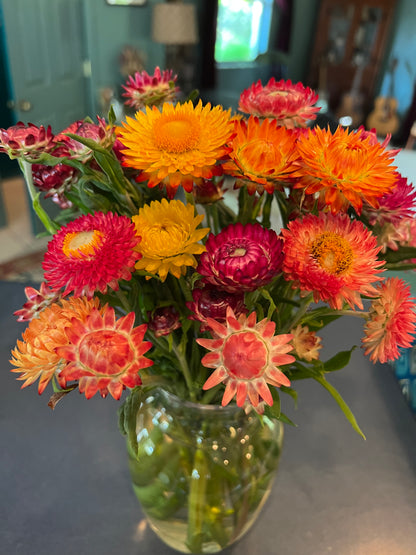 Mixed Strawflower Seeds, Helichrysum braceatum Mixed Colors, Great for Cut Flower Gardens and Dried Craft Projects
