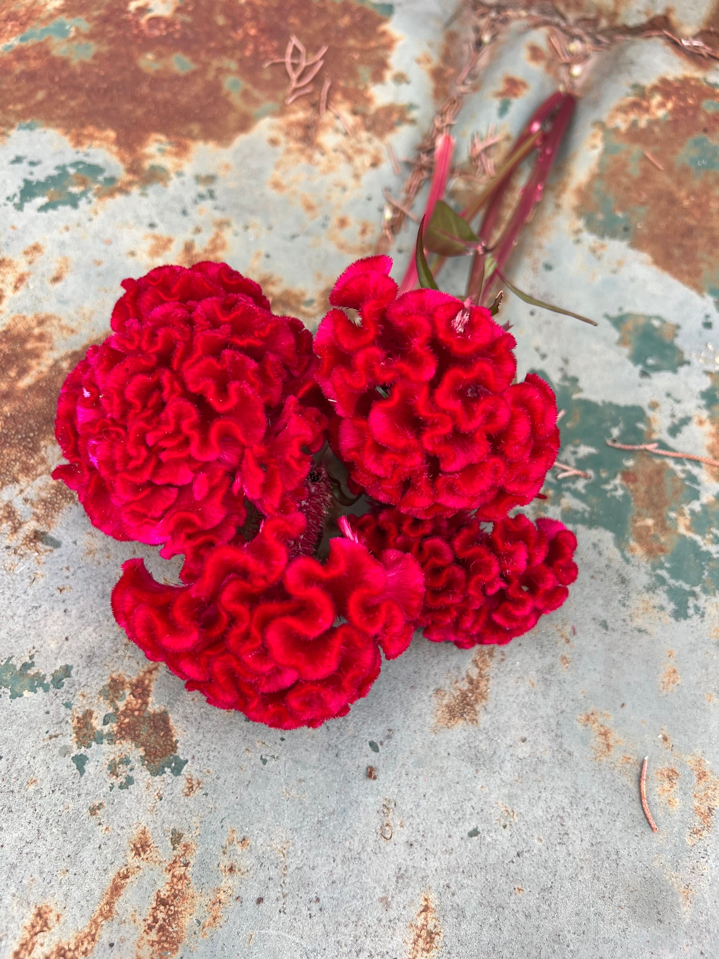 red cockscomb celosia seeds