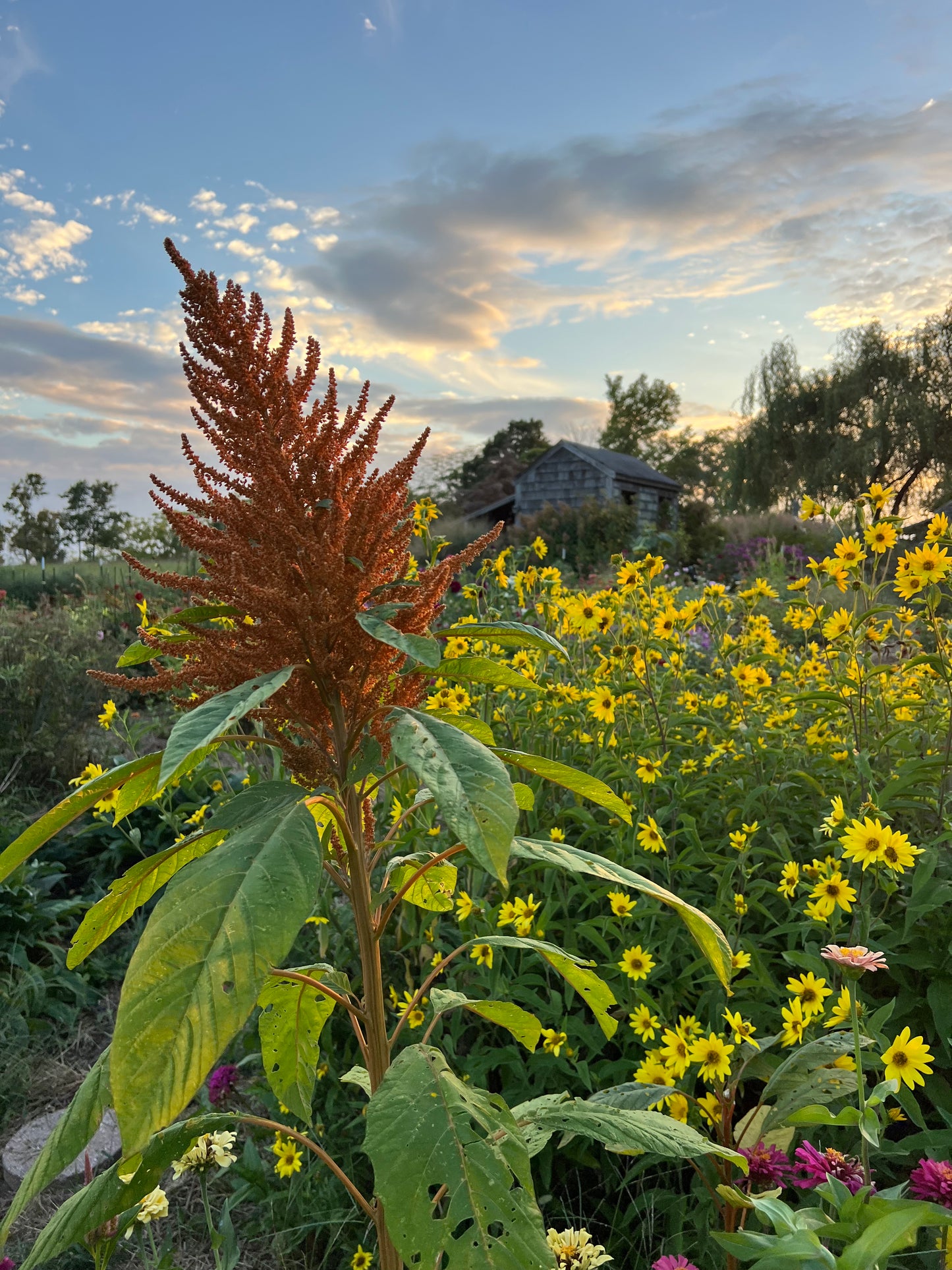 orange amaranth flower stalk in the summer garden
