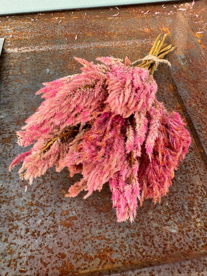 Spun Sugar Mix Celosia Seeds, Plumosa Celosia Seed, Great for Cut Flowers and Dried Flowers