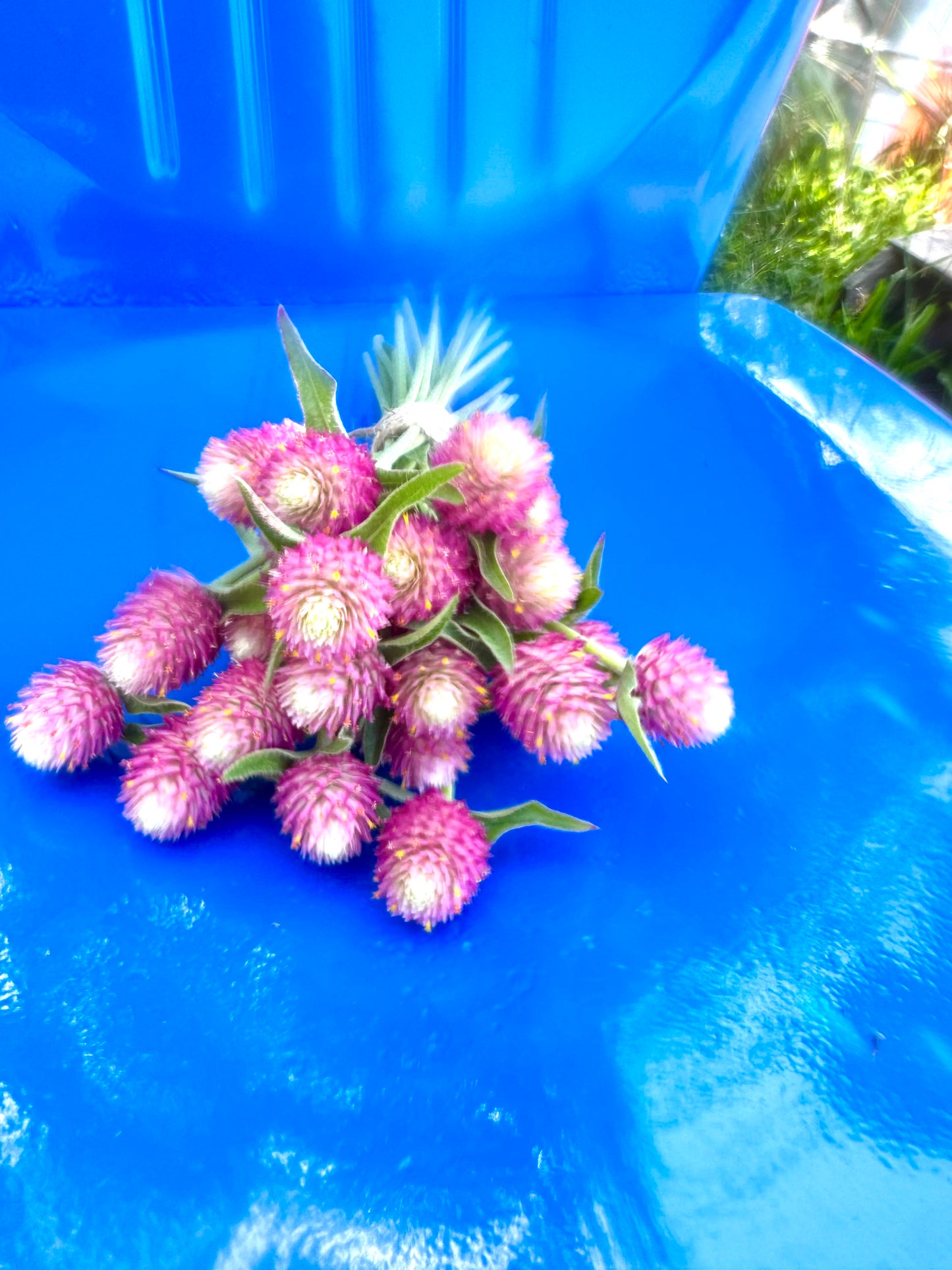 Sequin Gomphrena Seeds, Pink Globe Amaranth for Cut Flower Gardens