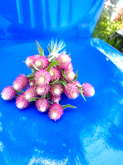 Sequin Gomphrena Seeds, Pink Globe Amaranth for Cut Flower Gardens