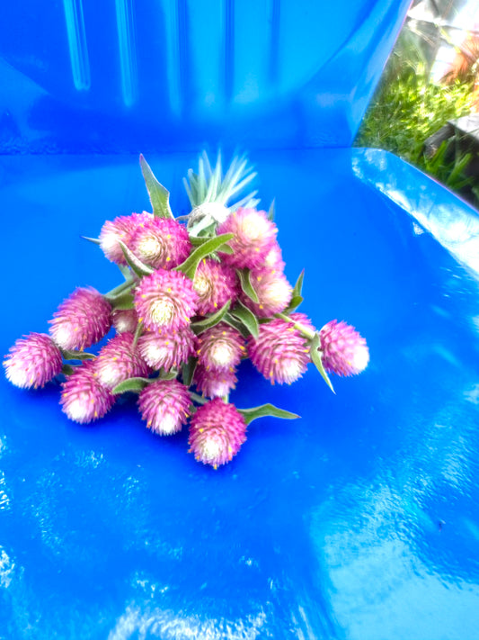 Sequin Gomphrena Seeds, Pink Globe Amaranth for Cut Flower Gardens