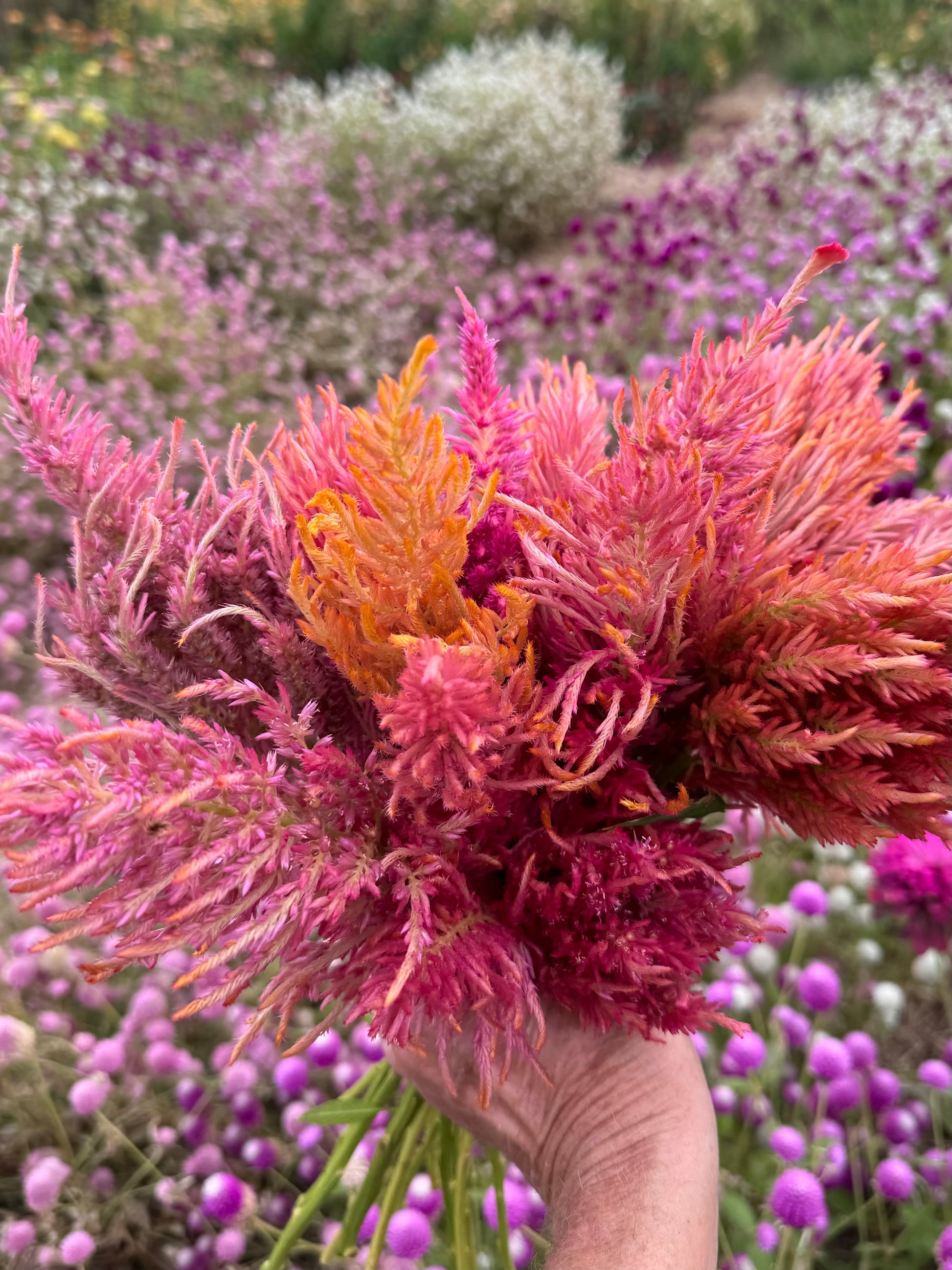 Cut Celosia Sunset Mix or Spun Sugar 