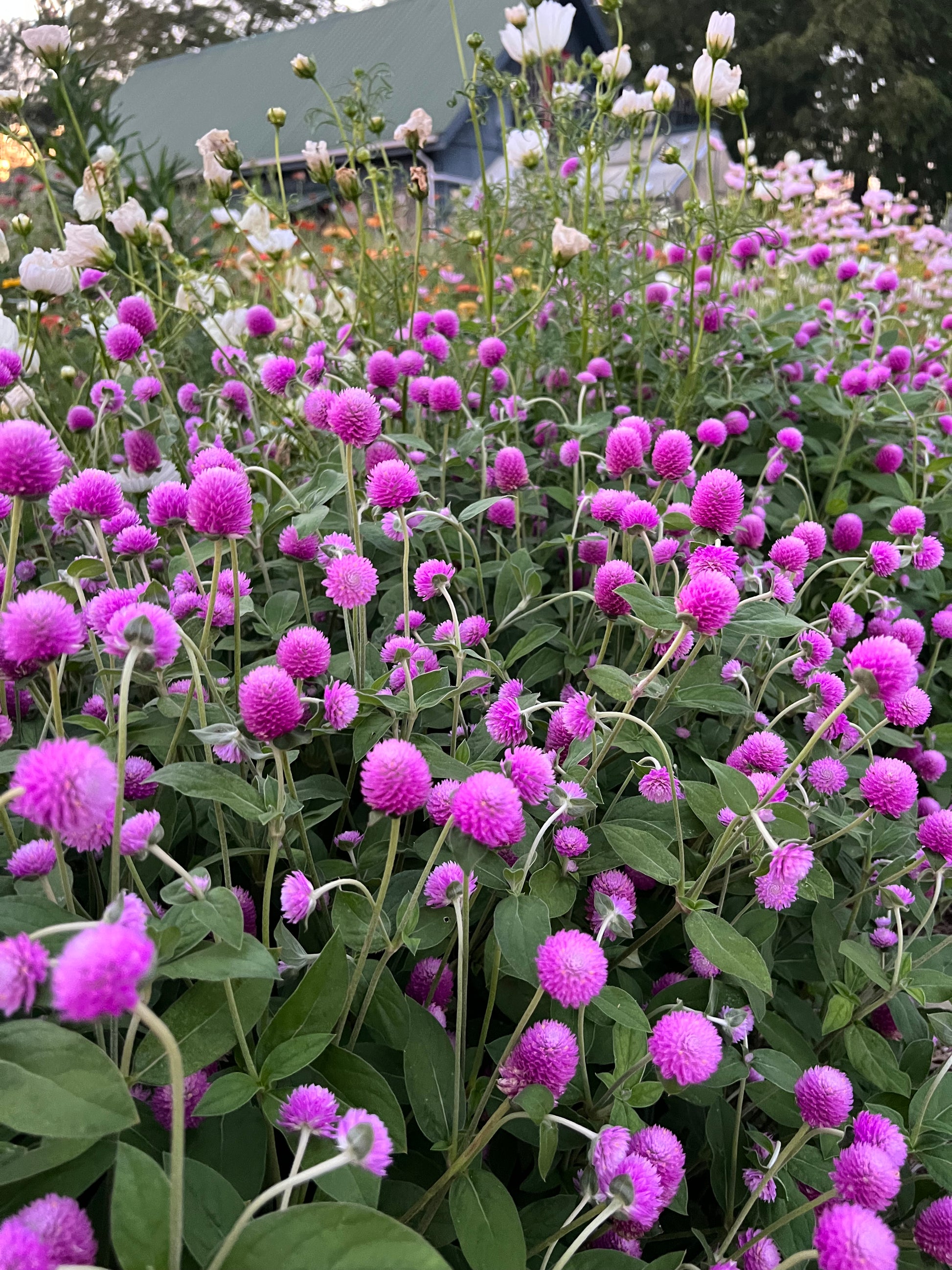 White Gomphrena Seeds, Easy to Grow Globe Amaranth for Cut Flowers