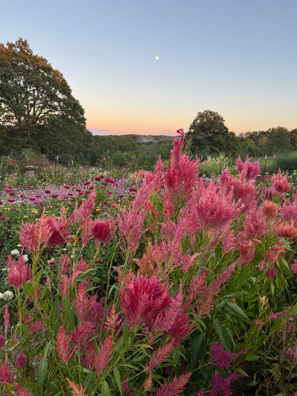 Spun Sugar Mix Celosia Seeds, Plumosa Celosia Seed, Great for Cut Flowers and Dried Flowers