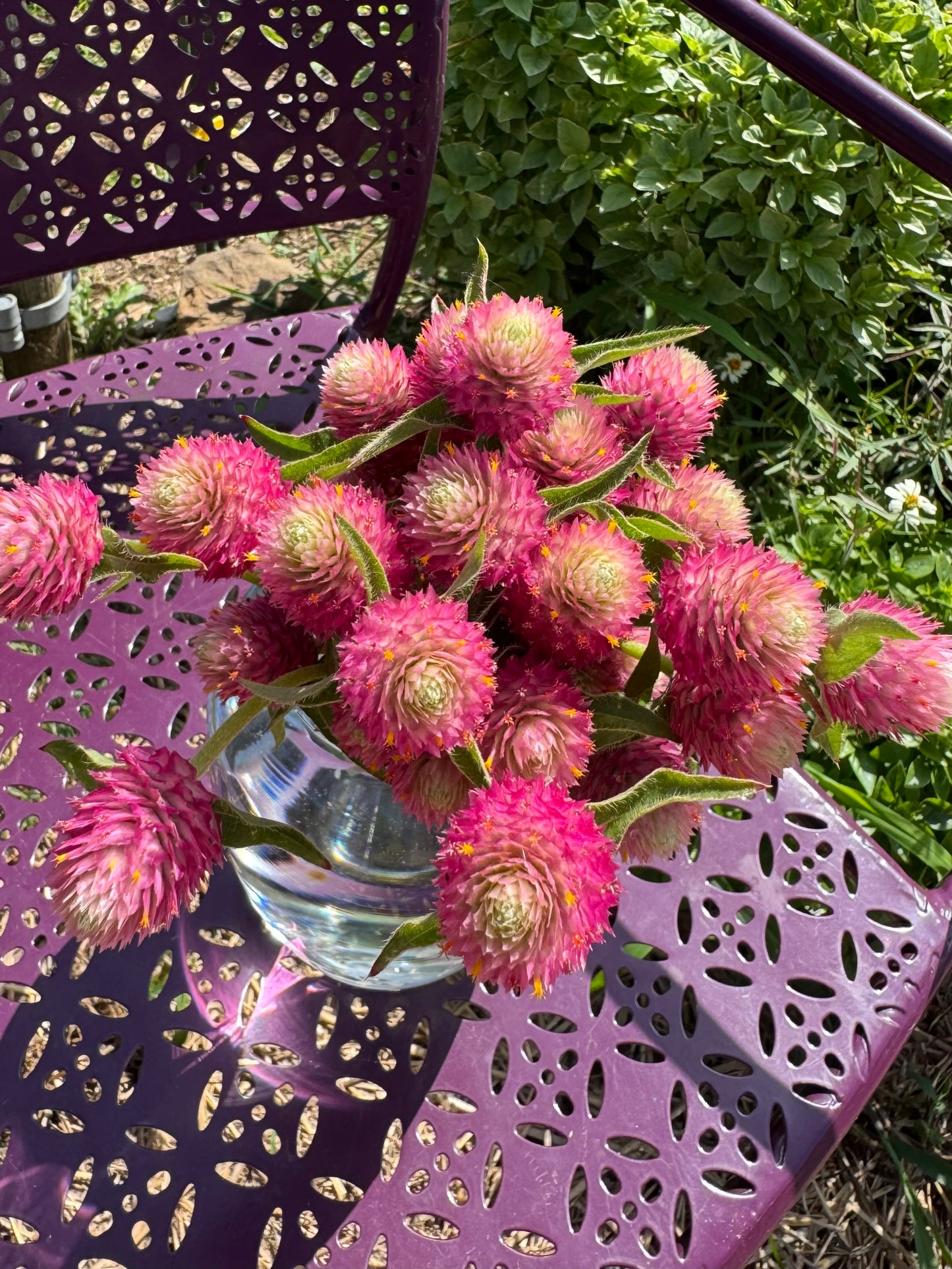 Sequin Gomphrena Seeds, Pink Globe Amaranth for Cut Flower Gardens