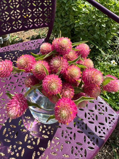 Sequin Gomphrena Seeds, Pink Globe Amaranth for Cut Flower Gardens