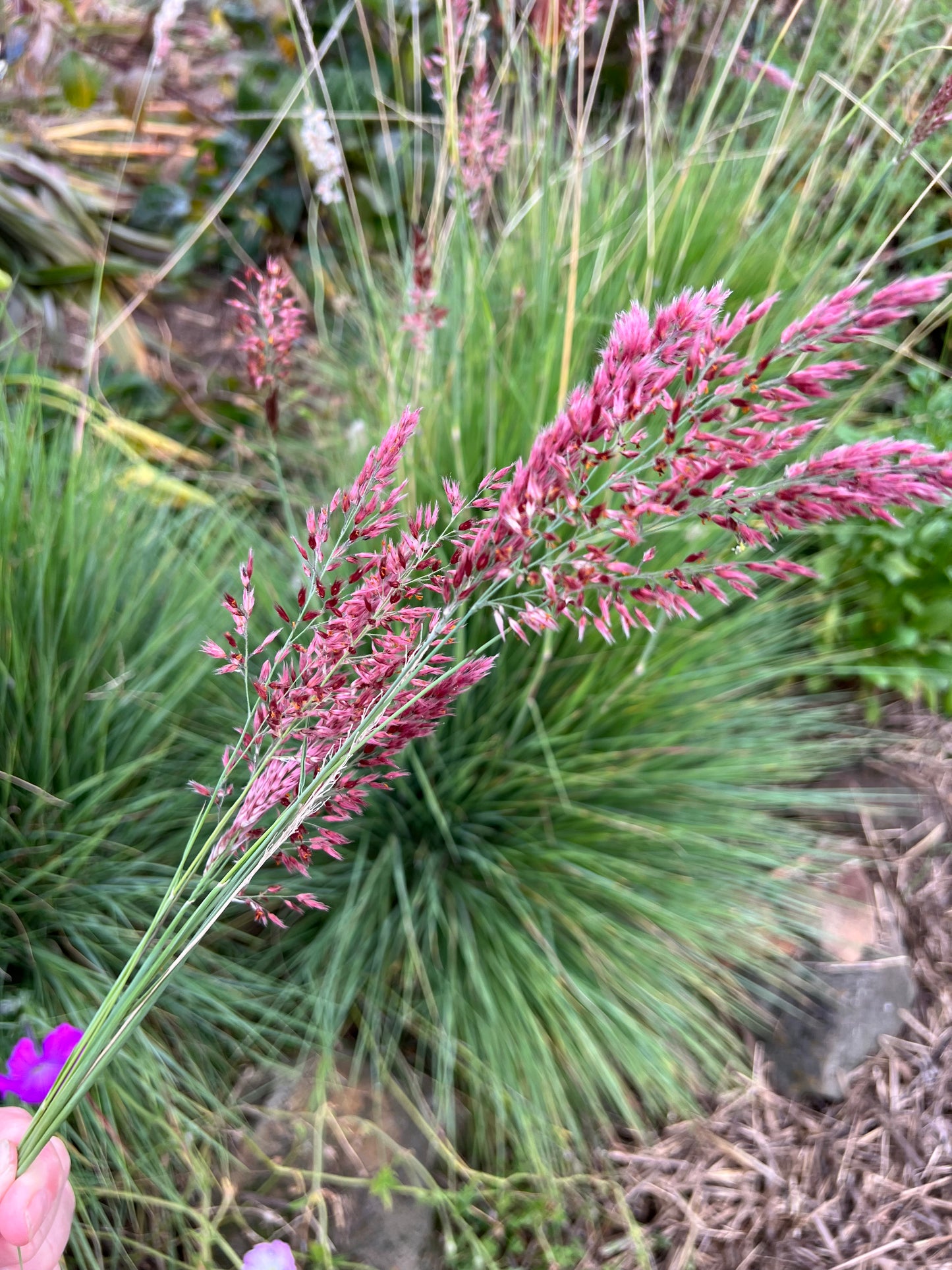 Savannah ruby grass in the garden