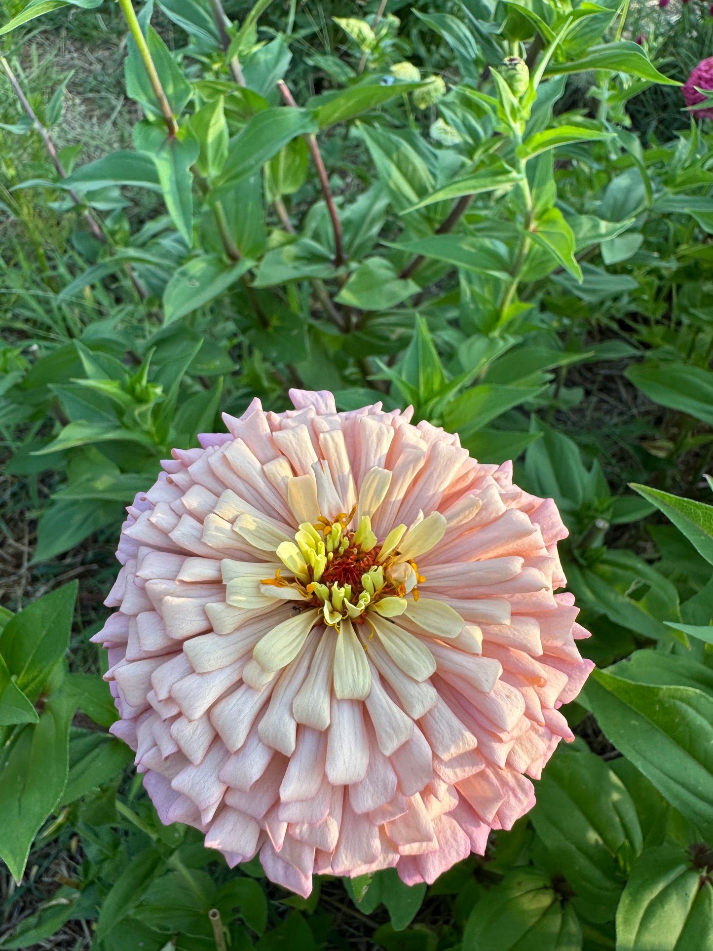 Ballerina Zinnia Seeds for Cut Flower Gardens