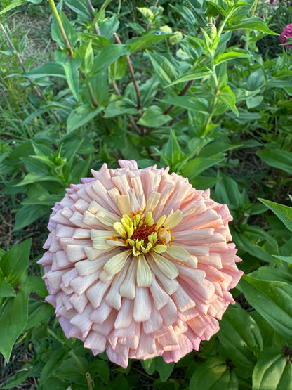 Ballerina Zinnia Seeds for Cut Flower Gardens