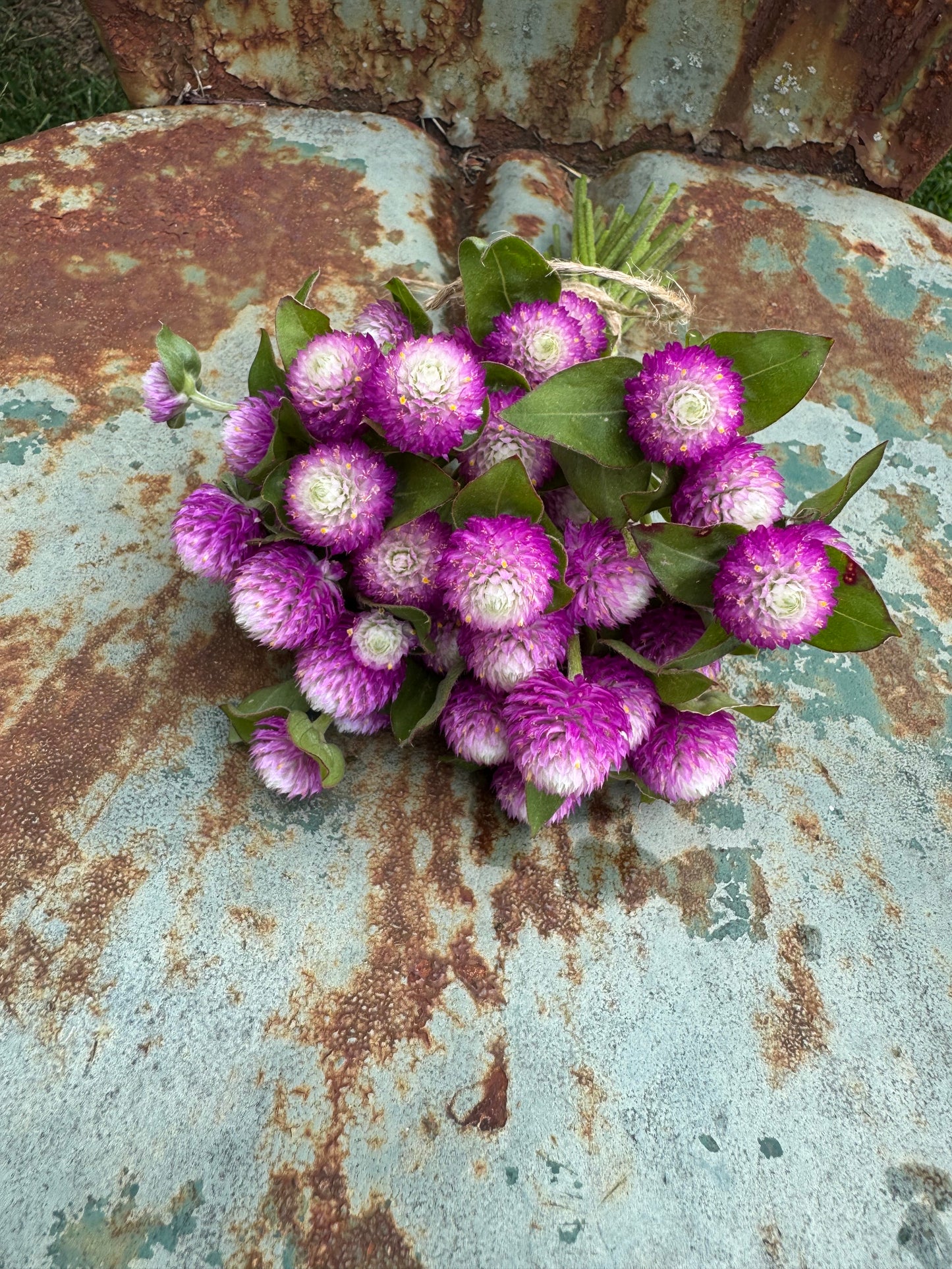 Rose Gomphrena Seeds, Pink Bicolor Rose Globe Amaranth, Great for Cut Flowers and Dried Flower Crafts