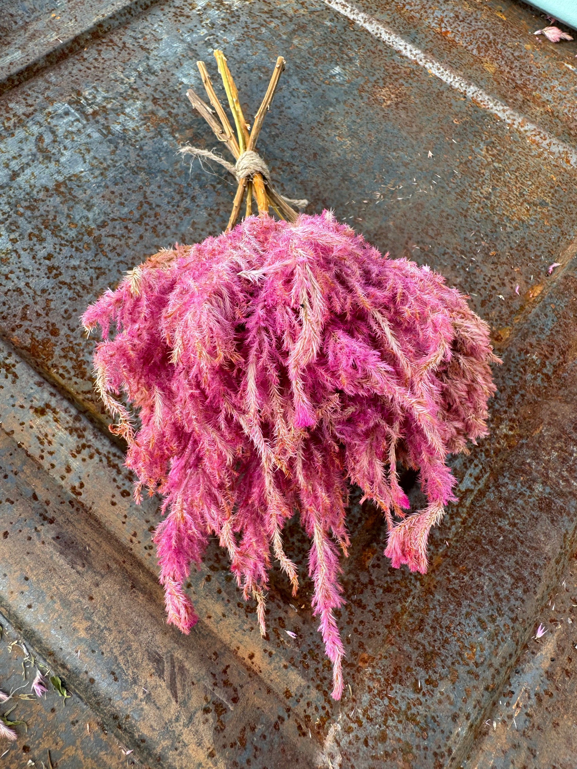 Sunset Mix Celosia is excellent for dried flowers 