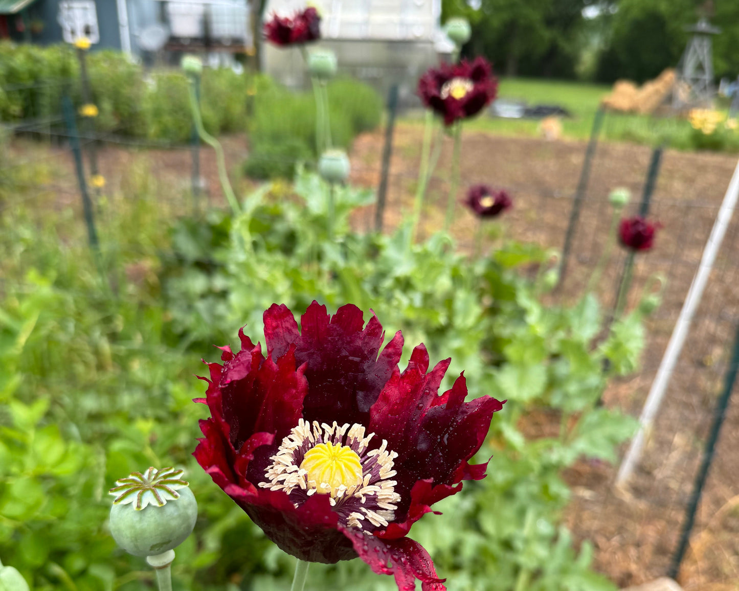 Black Poppy growing in the spring garden