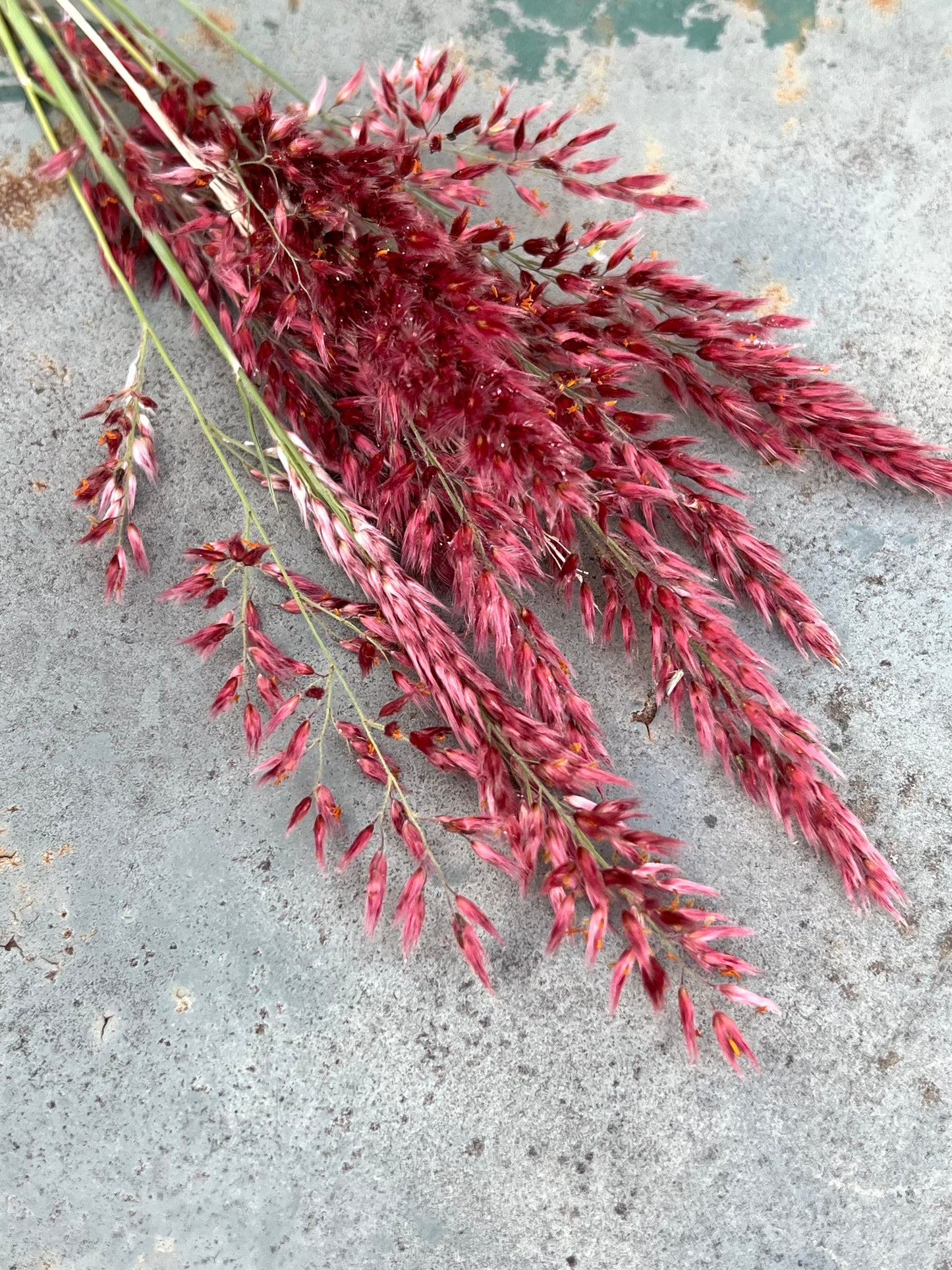Ruby grass, melinas nerviglumis