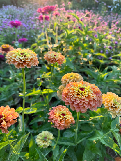 Queen Lime Orange Zinnia Seeds, Unusual Zinnia for Cut Flower Garden and Butterfly Gardens