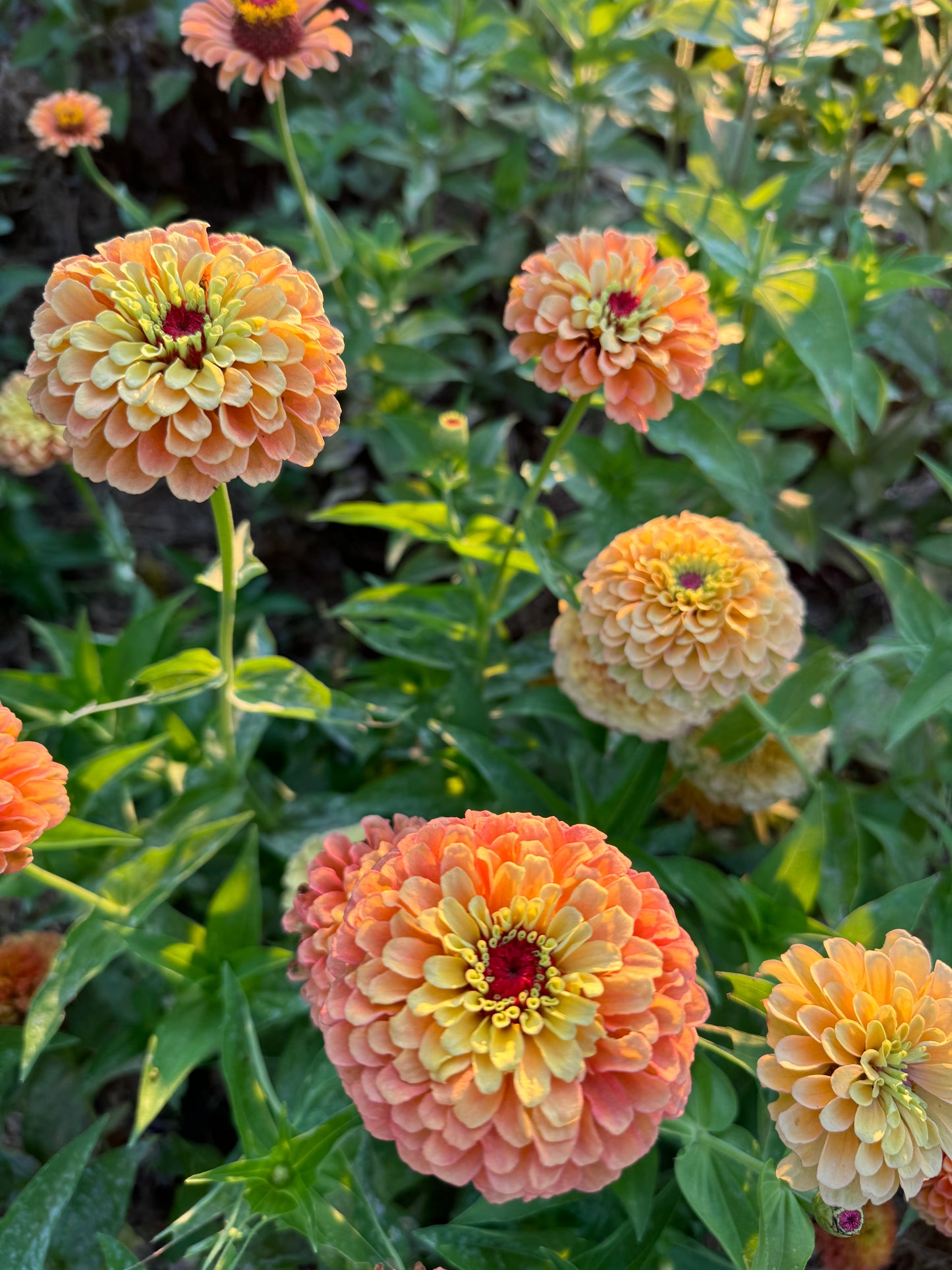 Queen Lime Orange Zinnia Seeds, Unusual Zinnia for Cut Flower Garden and Butterfly Gardens