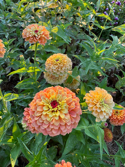 Queen Lime Orange Zinnia Seeds, Unusual Zinnia for Cut Flower Garden and Butterfly Gardens