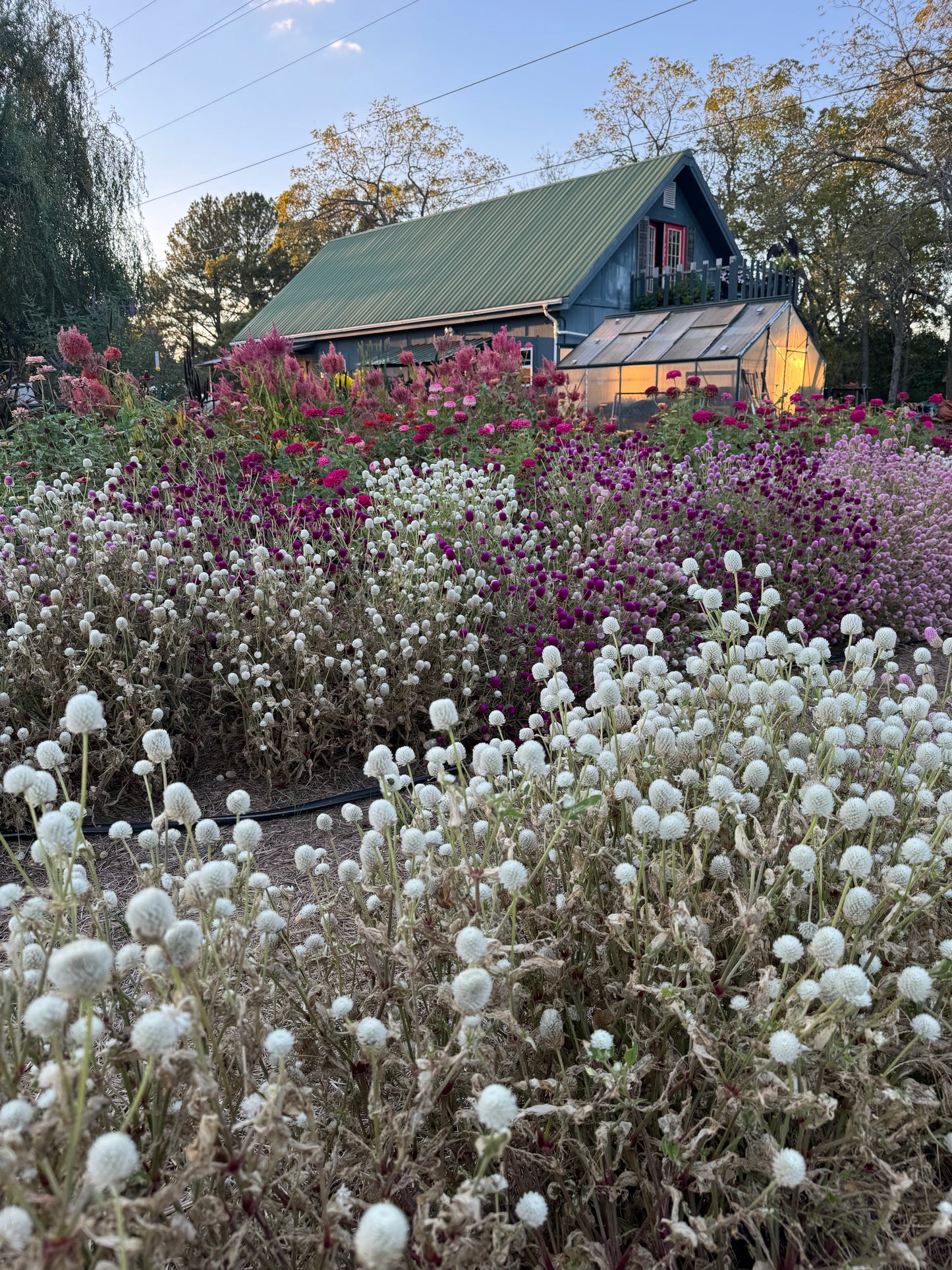 White Gomphrena Seeds, Easy to Grow Globe Amaranth for Cut Flowers and Dried Flowers