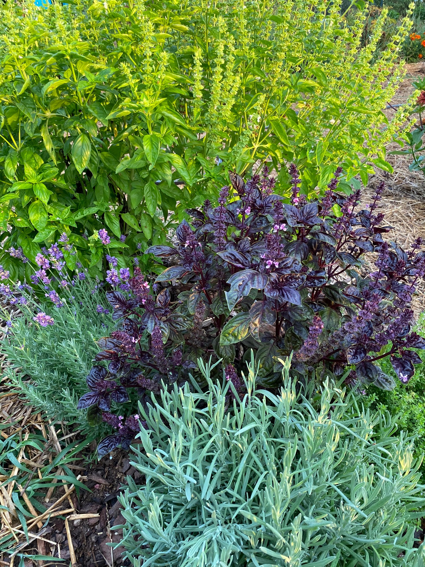 colorful herbs in the garden