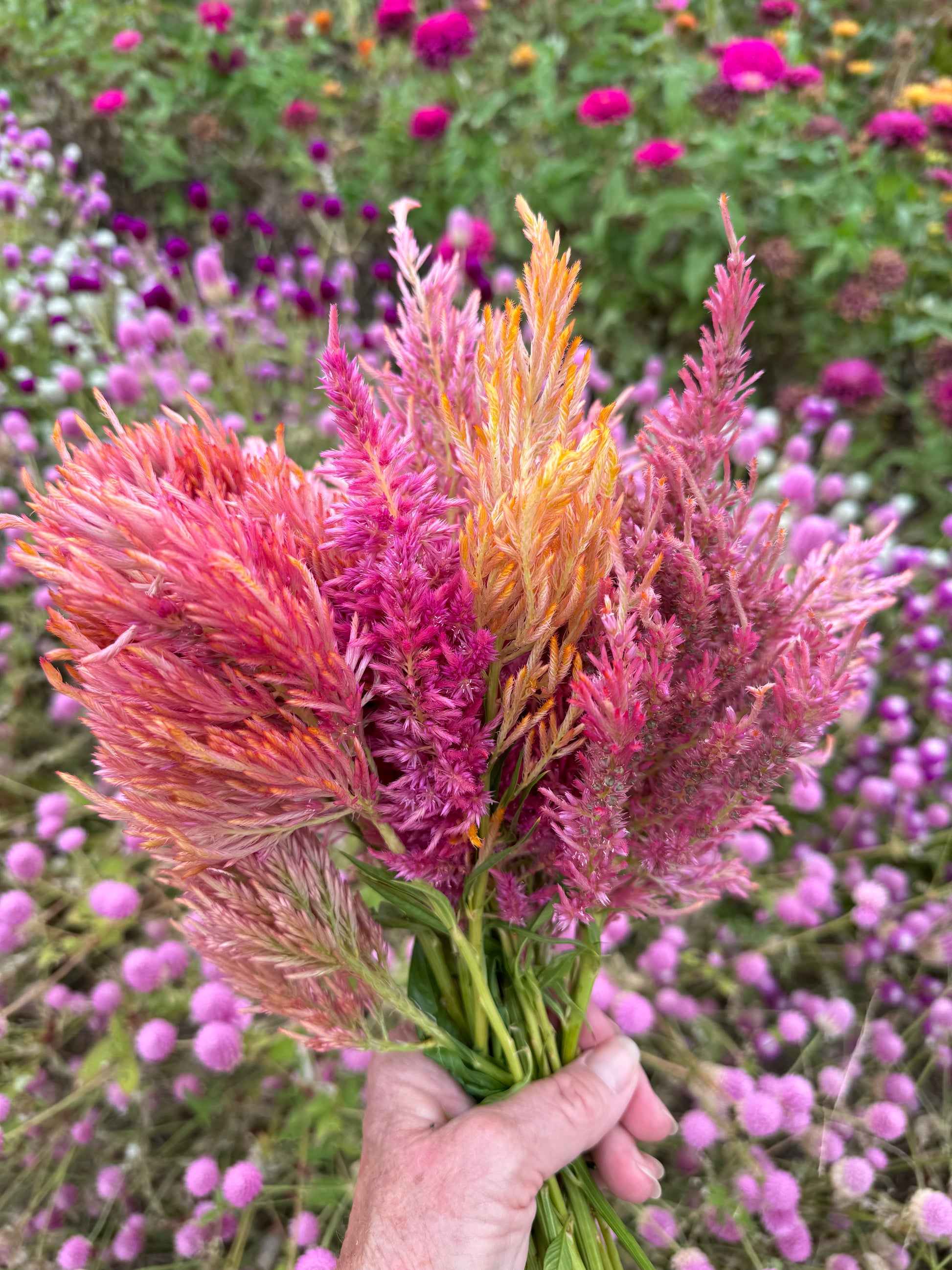 Sunset Mix Celosia is the cut flower garden