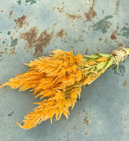 yellow plume celosia for cut flowers