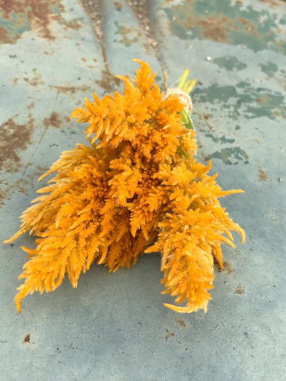 yellow plume celosia seed