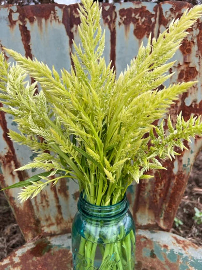 Sylphid lime yellow celosia in the Mountainlily Farm plume mix celosia