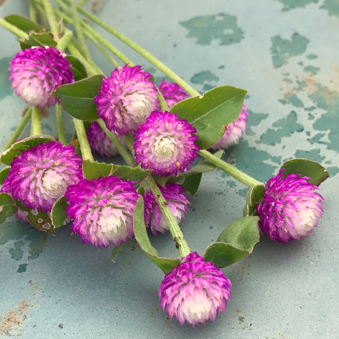 Audray Mix Gomphrena Seeds, Mixed Colors of Globe Amaranth, Great for Fresh or Dried Florals