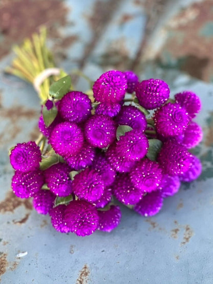 audray purple red gomphrena seed