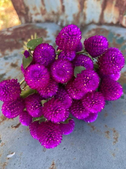 bright audray purple gomphrena seeds