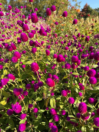 purple red audray gomphrena