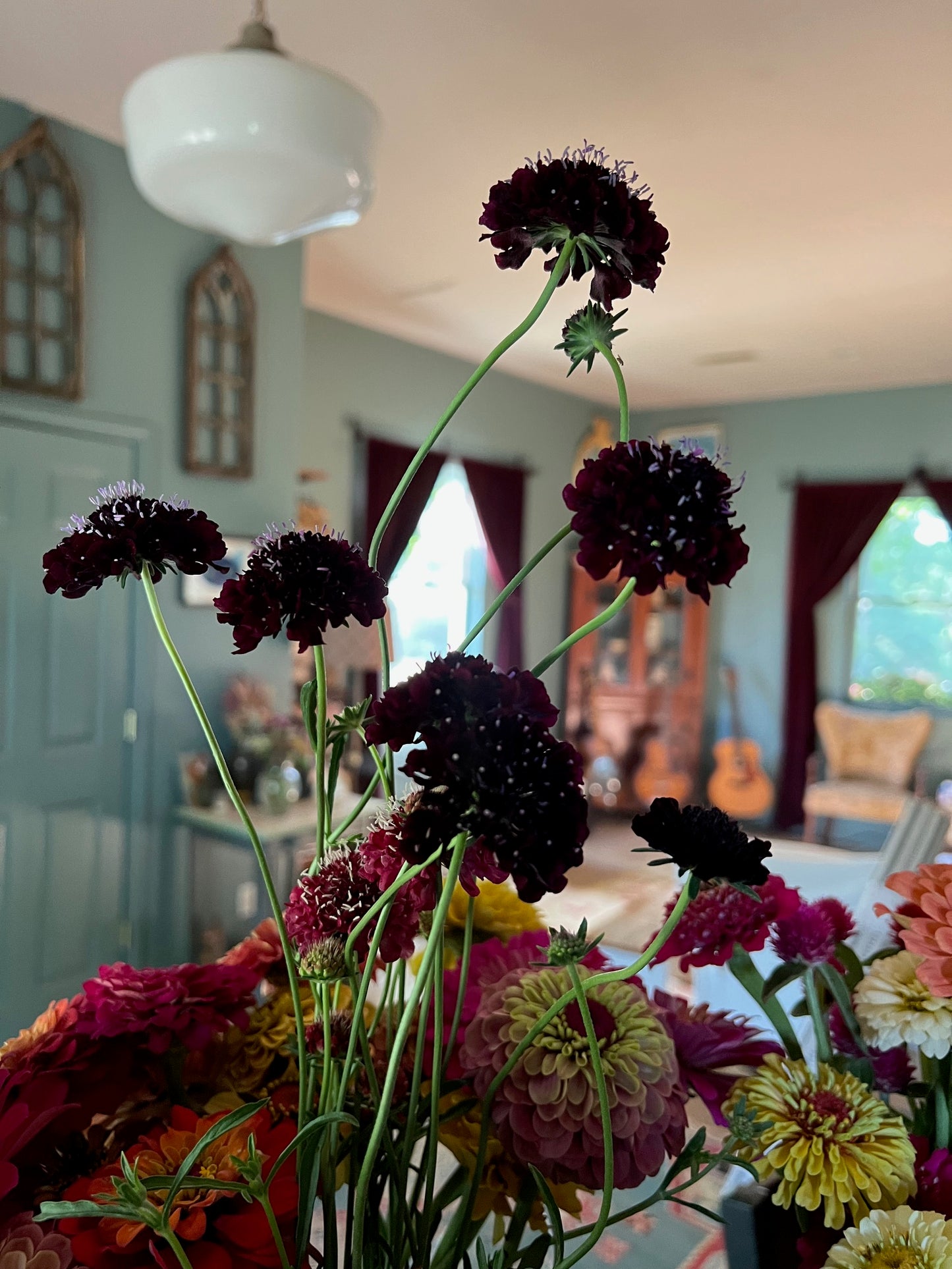 wiry stems and pin cushion flowers of black knight scabiosa